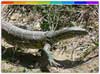 Dampa Wildlife Sanctuary  Mizoram