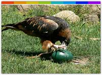 Eagle's Nest Sanctuary Arunachal Pradesh