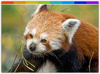 Red Panda at Mouling Wildlife Sanctaury Arunachal Pradesh