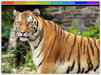 Tiger at Kaziranga National Park Assam