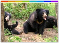 Wild Bear at Pobitora Wildlife Sanctuary Assam