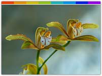 Khonghampat Orchidarium Manipur