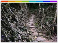 Nohwet - Living Root Bridge, Meghalaya